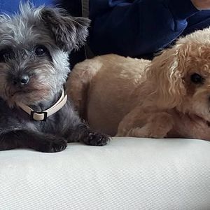 Meet your Posher, Viv-thomas